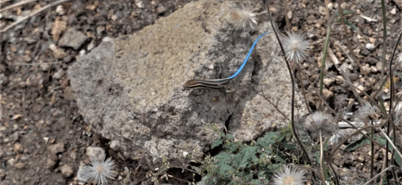 We are part of Biodiversity. We protect every member and teach others to