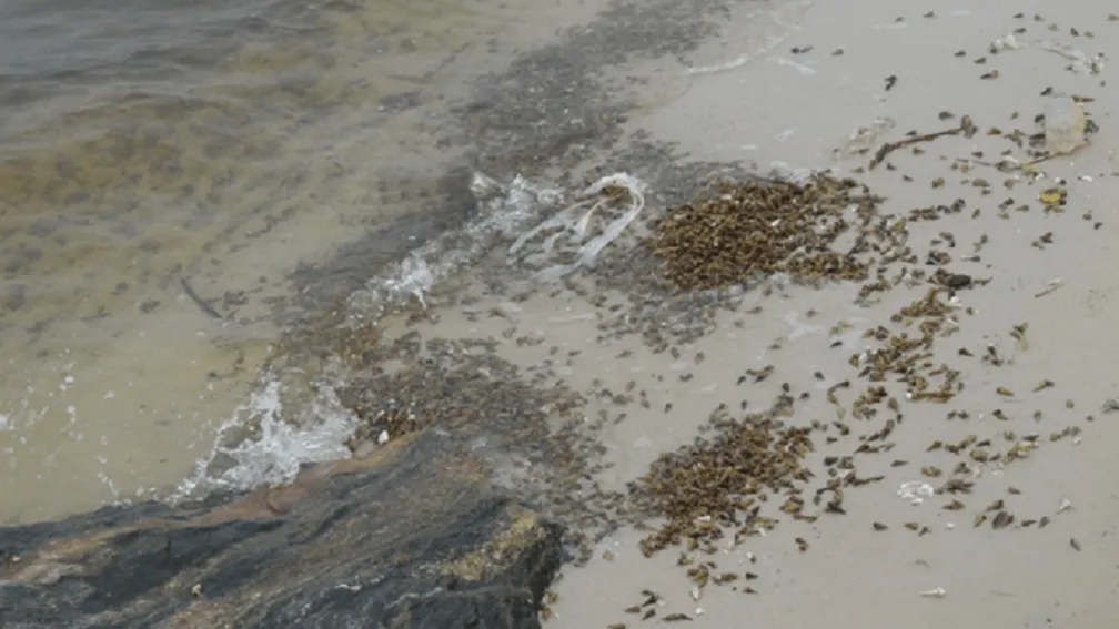 Nigeria Coastal Intertidal Organisms
