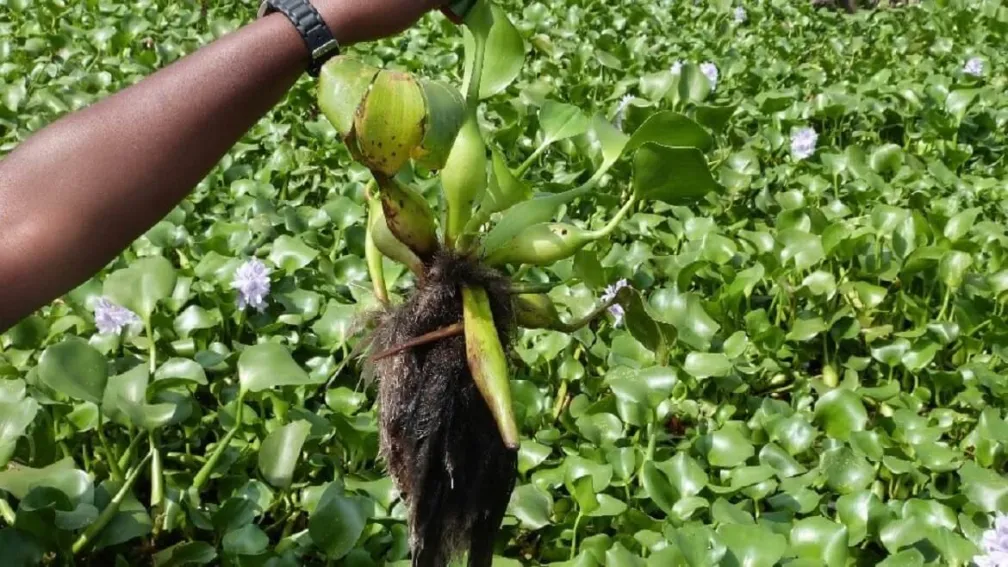 Invasive Species Studies